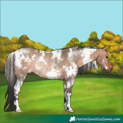 Horse Color:White Spotted Bay Dun Rabicano