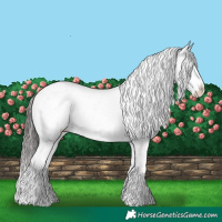 Horse Color:Black Tobiano Appaloosa 