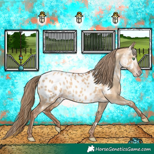 Horse Color:Gray White Spotted Gold Champagne Dun Near Leopard Rabicano 