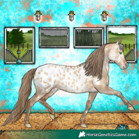 Horse Color:Gray White Spotted Gold Champagne Dun Near Leopard Rabicano