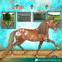 Horse Color:Gray White Spotted Gold Champagne Appaloosa