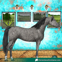Horse Color:Grullo Ice 