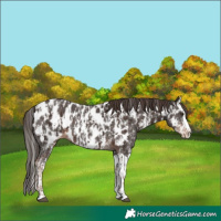 Horse Color:Liver Chestnut Sabino Splash Appaloosa  and Liver Chestnut Sabino Splash Appaloosa 