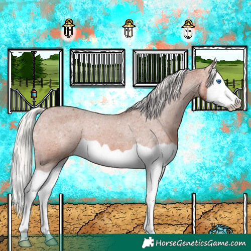Horse Color:Silver Bay Splash Appaloosa 