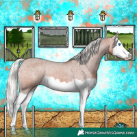 Horse Color:Silver Bay Splash Appaloosa 