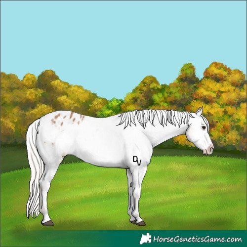 Horse Color:Silver Brown Dun Appaloosa 