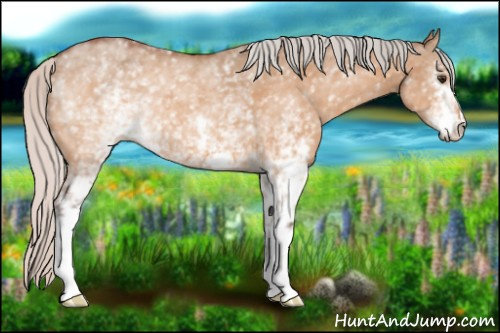 Horse Color:White Spotted Silver Bay Dun 
