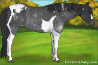 Horse Color:Black Tobiano Appaloosa 