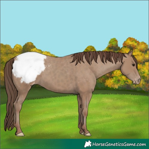 Horse Color:Classic Champagne Appaloosa 
