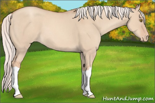 Horse Color:Silver Classic Champagne Dun Appaloosa 