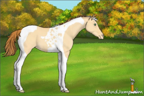Horse Color:Amber Cream Champagne Dun Tobiano Varnish 