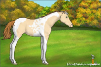 Horse Color:Amber Cream Champagne Dun Tobiano Varnish 