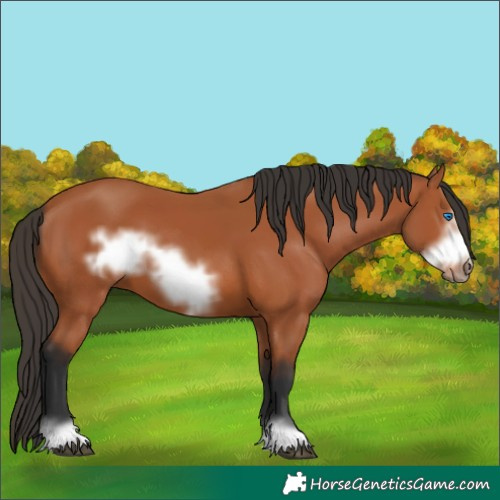 Horse Color:Bay Frame