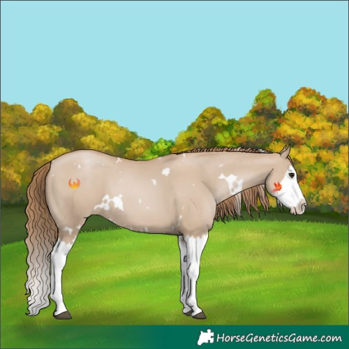 Horse Color:White Spotted Grullo Pearl Splash 