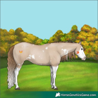 Horse Color:White Spotted Grullo Pearl Splash