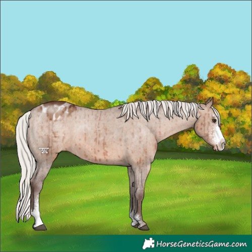 Horse Color:Silver Brown Dun Sabino Blanket Brindle 