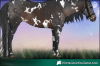 Horse Color:White Spotted Brown 
