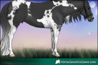 Horse Color:Black Tobiano 