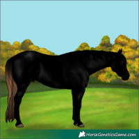 Horse Color:Void White Spotted Bay Dun Snowcap Rabicano 