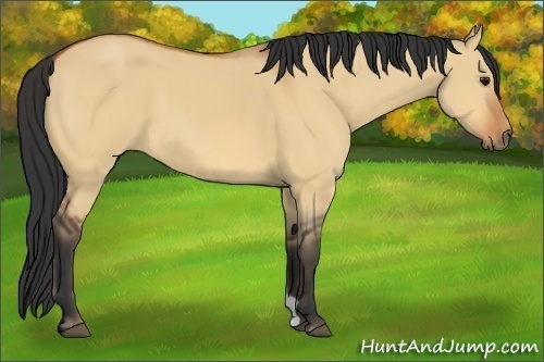 Horse Color:Bay Dun