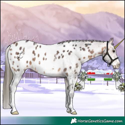Horse Color:Buckskin Sabino Appaloosa 