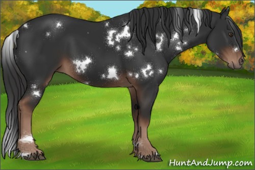 Horse Color:White Spotted Liver Chestnut