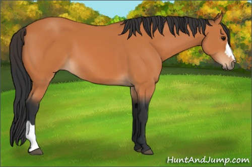 Horse Color:Bay 