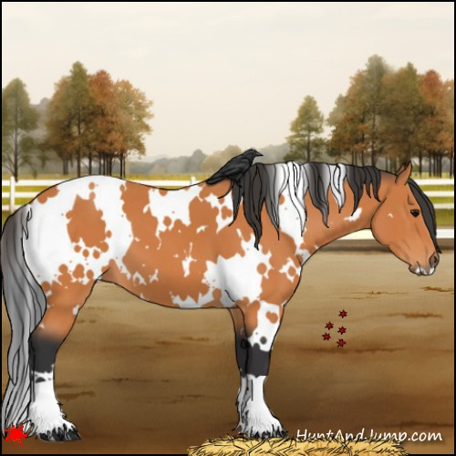 Horse Color:White Spotted Bay 