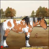 Horse Color:White Spotted Bay 