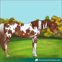 Horse Color:White Spotted Chestnut 