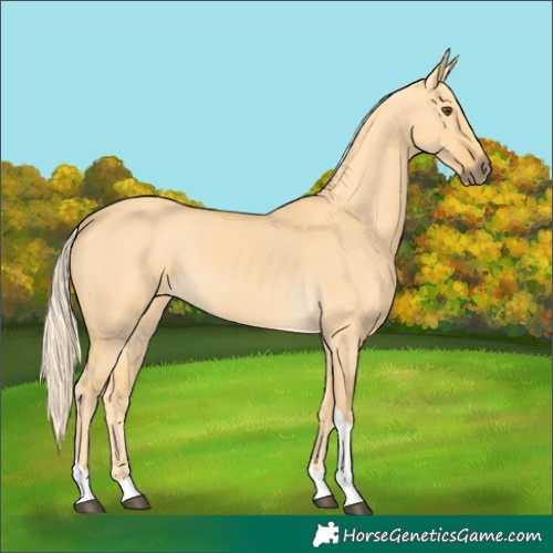 Horse Color:Palomino Dun Tobiano 