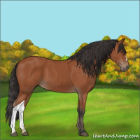 Horse Color:Bay 