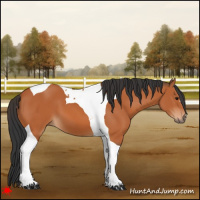 Horse Color:Bay Tobiano 