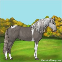 Horse Color:Silver Black Tobiano