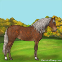 Horse Color:Silver Buckskin