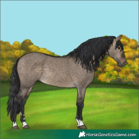 Horse Color:Brown Dun 