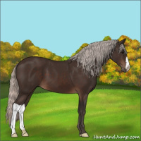 Horse Color:Silver Brown 