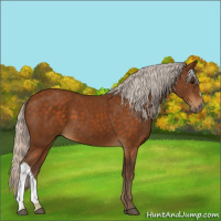 Horse Color:Silver Buckskin 