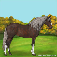 Horse Color:Silver Brown 
