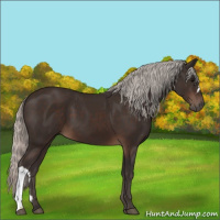 Horse Color:Silver Brown 