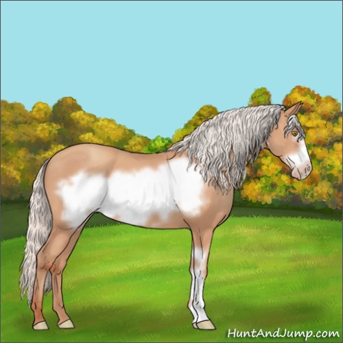 Horse Color:Silver Amber Champagne Frame 
