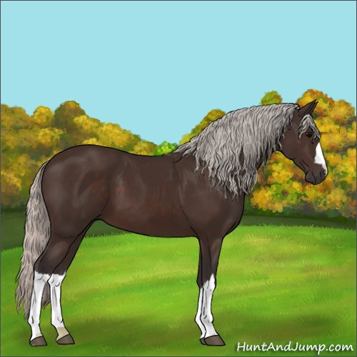 Horse Color:Silver Brown 
