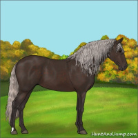 Horse Color:Silver Brown 