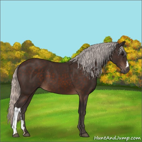 Horse Color:Silver Brown