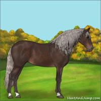 Horse Color:Silver Brown 