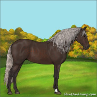 Horse Color:Silver Brown