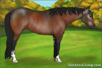 Horse Color:Gray Brown Sabino Rabicano 