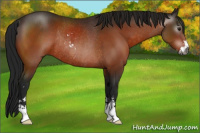 Horse Color:Gray Bay Sabino Rabicano 