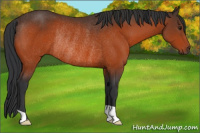 Horse Color:Brown Rabicano 