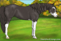 Horse Color:Smoky Black Sabino 